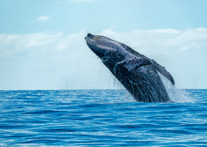 A picture taken by someone whale watching that represents a once in a lifetime thing to do in Los Angeles